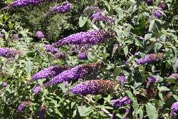 Image: Trevor James © Trevor James 